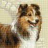 Riolis - Sheltie