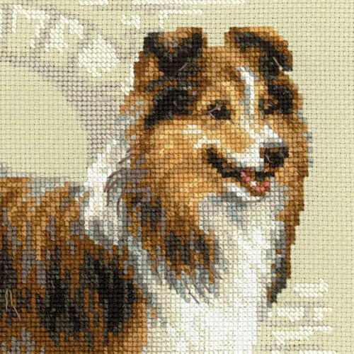 Riolis - Sheltie