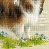 Riolis - Sheltie
