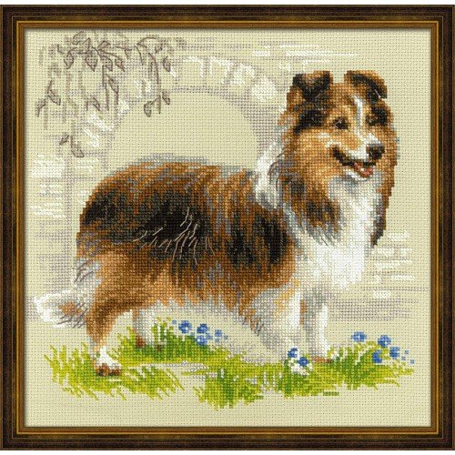 Riolis - Sheltie
