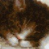 Riolis - Kitten on the Book