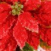 Riolis - Poinsettia