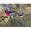 Riolis - Winter Birds