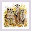 Riolis - Meerkats