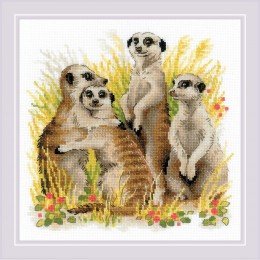 Riolis - Meerkats