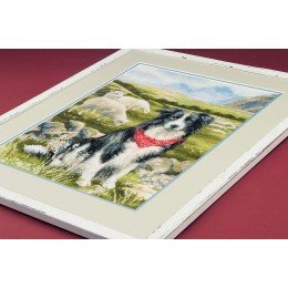 Riolis - Border Collie