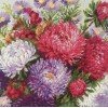Riolis - Ramo con Asters