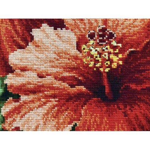 Riolis - Hibiscus 