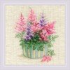 Riolis - Astilbe