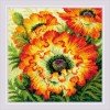 Riolis - Amapolas de fuego