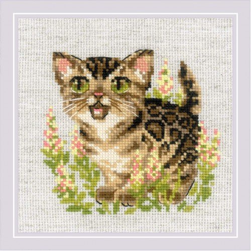 Riolis - Bengal Kitten