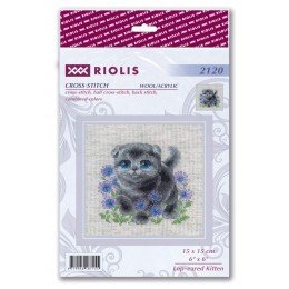 Riolis - Lop-eared Kitten