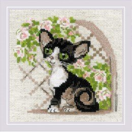 Riolis - Cornish Rex Kitten