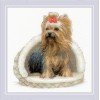 Riolis - Yorkshire Terrier