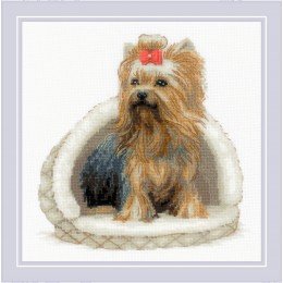 Riolis - Yorkshire Terrier