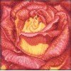 RTO - Rosa Roja