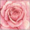 RTO - Rosa rosa