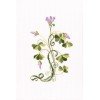 RTO - Oxalis