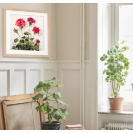 RTO - Red crane's-bill