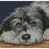RTO - Dog melancholy