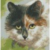 RTO - Ojos de gato