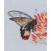 RTO - Néctar para mariposa
