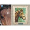 RTO - Caballo castaño