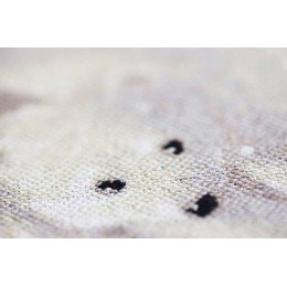 Golden Fleece - Among the snow