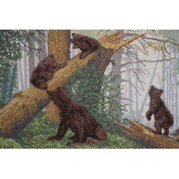 Golden Fleece - Morning in a pine forest